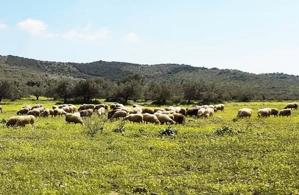 Νέες υποθέσεις στον εισαγγελέα για το σκάνδαλο των βοσκοτόπων