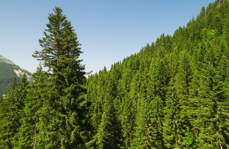 Η ΕΕ αναλαμβάνει δράση για την προστασία των δασών του πλανήτη