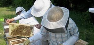 Μεσολόγγι: Δυο τριήμερα μαθήματα μελισσοκομίας (Πεμ 7- Δευ 11/6 Τρι 26 - Πεμ 28/6/2018)