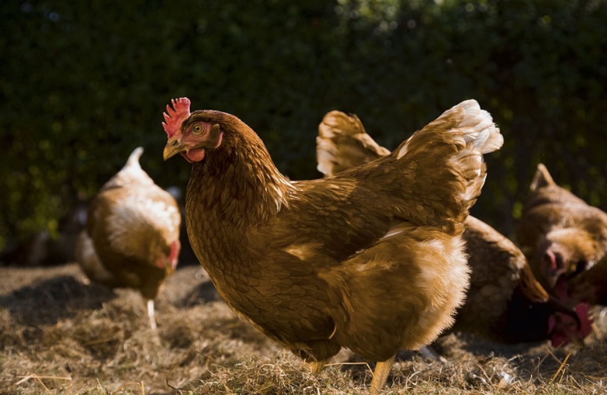 Δωρεάν πρόγραμμα κατάρτισης για την κρεοπαραγωγό πτηνοτροφία
