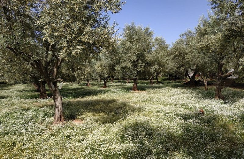 Ελαιώνες και αναγκαίες επεμβάσεις