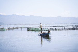 Τι είναι και πως λειτουργεί το ιβάρι της λιμνοθάλασσας Μεσολογγίου