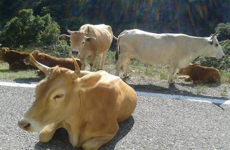 Μείωση της παραγωγής κρέατος