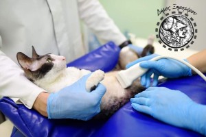 Ενημερώνει για δωρεάν στείρωση γατιών ο δήμος Ξηρομέρου