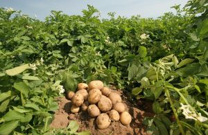 Γεωργικές Προειδοποιήσεις για την καλλιέργεια πατάτας