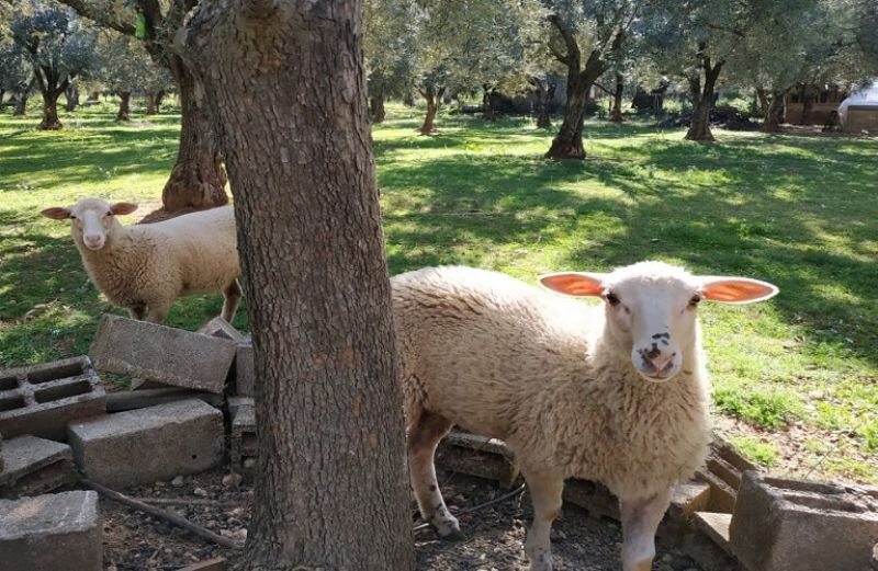 Δέσμη μέτρων για την περαιτέρω στήριξη του αγροτικού τομέα