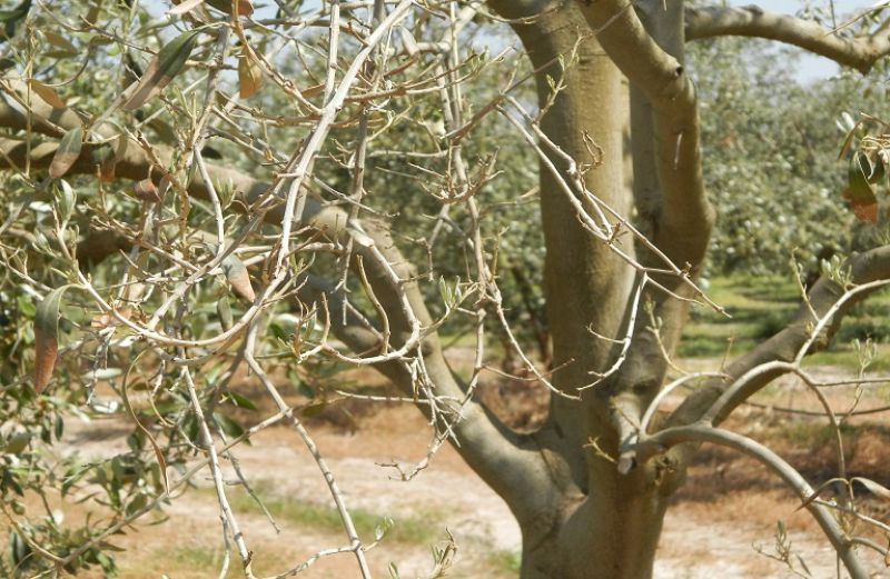 Ελαιόδεντρα και βερτισιλλίωση: πως να την αντιμετωπίσετε