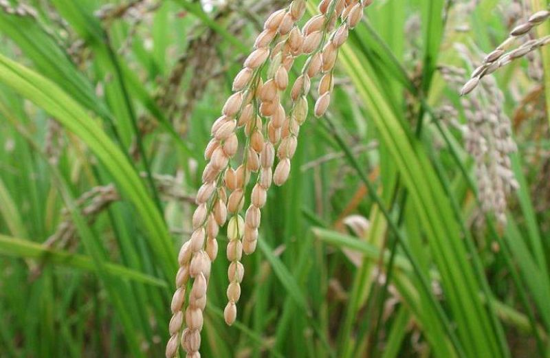 Συνδεδεμένη ρυζιού: λήξη της καταχώρησης παράδοσης ποσοτήτων