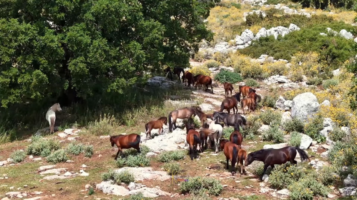 Άγρια άλογα, τα απετάλωτα του Πεταλά στην Αιτωλοακαρνανία (Βίντεο)