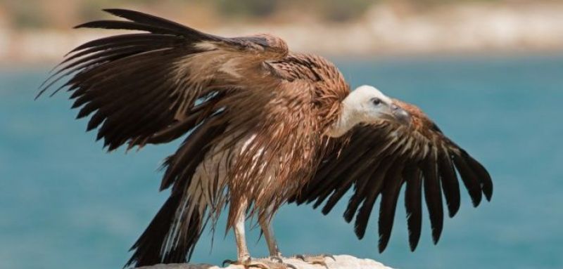 Ημερίδα – Διαβούλευση για το Εθνικό Σχέδιο Δράσης για τους γύπες στο Μεσολόγγι