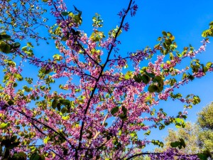 Ανάσταση με άστατο καιρό και Πάσχα με λιακάδα!
