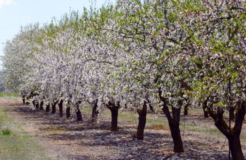 Καλλιέργεια αμυγδαλιάς και αντιμετώπιση ασθενειών