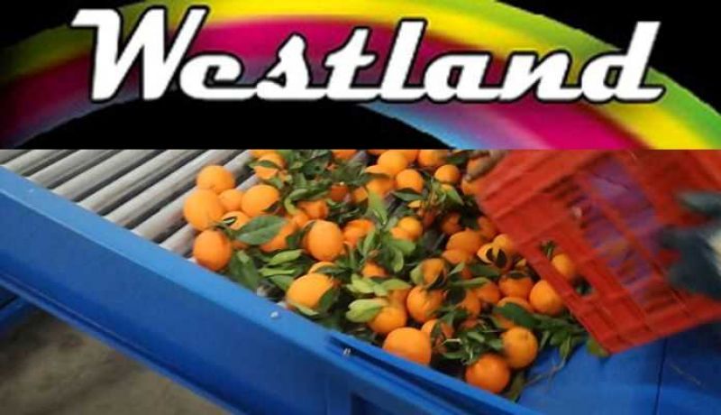 Ζητά προσωπικό το συσκευαστήριο εσπεριδοειδών «Westland Fruit ΕΠΕ»