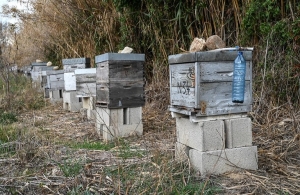 Μελισσοκομία και εξοπλισμός μετακινήσεων: Προδημοσίευση της Δράσης