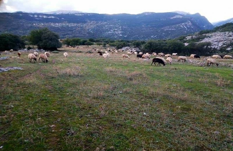 Παρέμβαση Βορίδη για τα Διαχειριστικά Σχέδια Βόσκησης