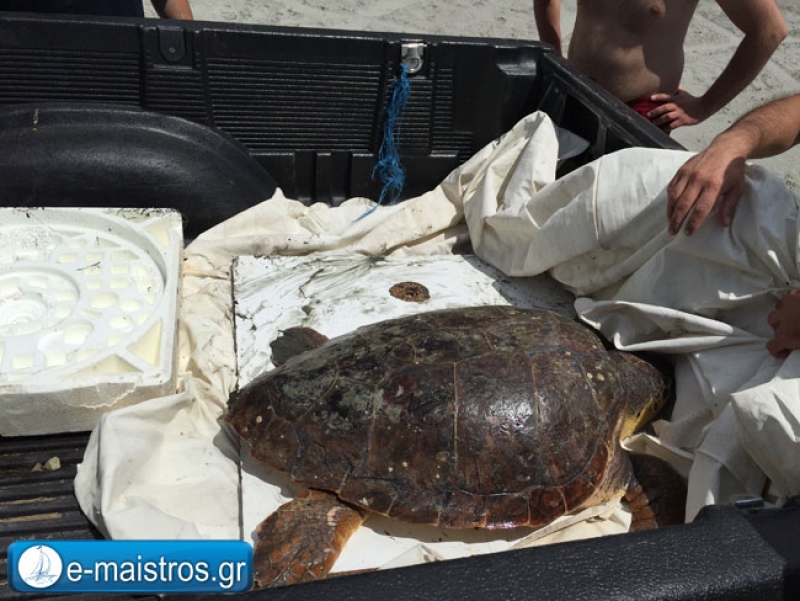 Διάσωση θαλάσιας χελώνας σε παραλία της Αμφιλοχίας