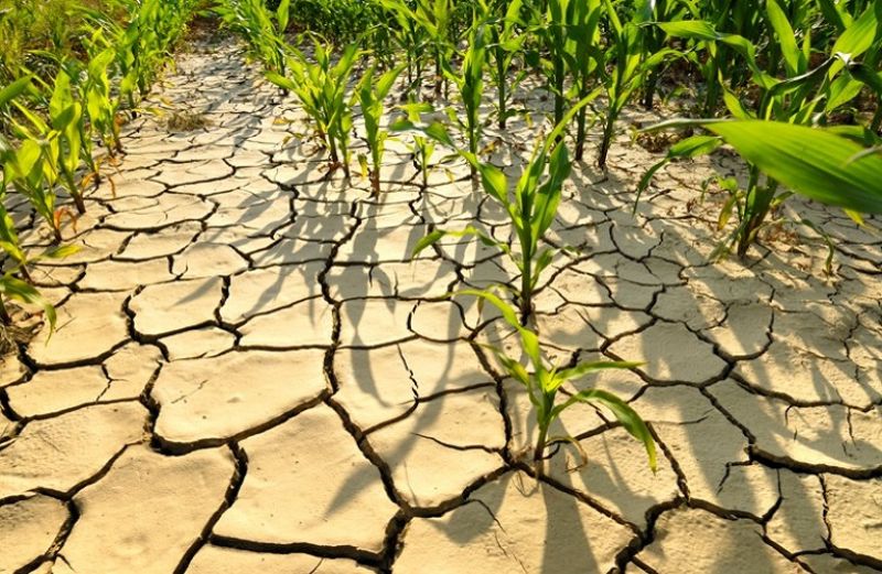 Η σχέση μεταξύ της παραγωγής τροφίμων και της κλιματικής αλλαγής