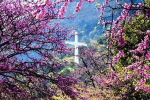 Οι κουτσουπιές στην Κλεισούρα Μεσολογγίου – Στα βήματα της Εξόδου, με άρωμα άνοιξης