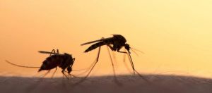 Νιώθεις ότι όλα τα κουνούπια τσιμπάνε εσένα; - Αυτοί είναι οι 7 λόγοι που τα «ελκύεις»