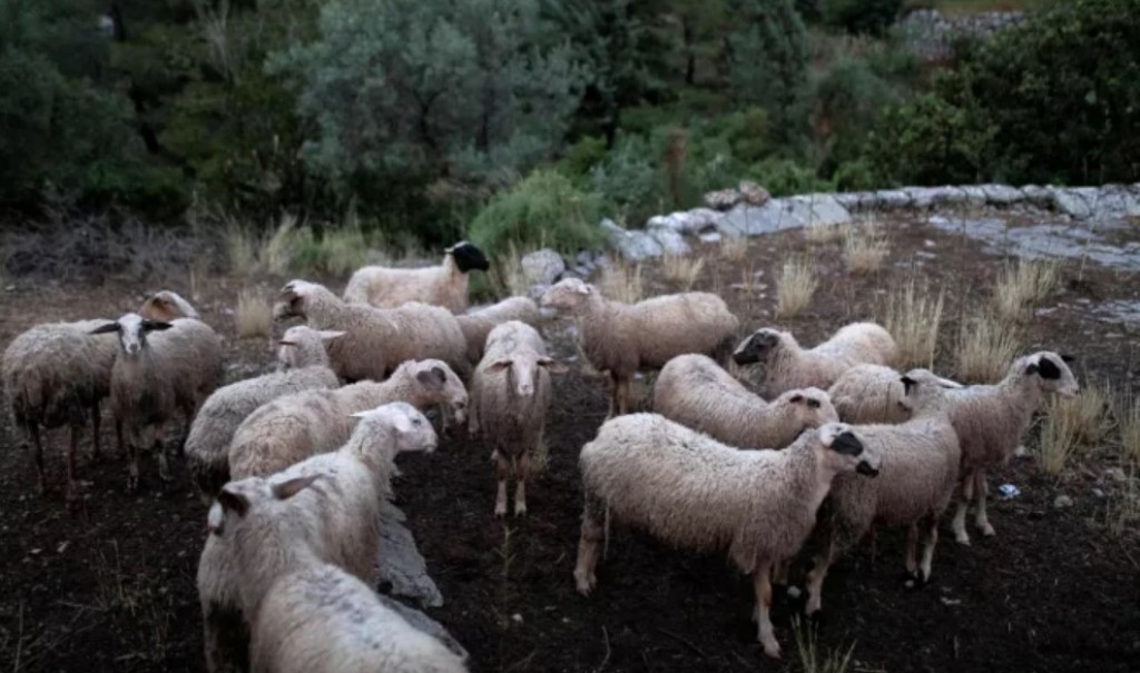 Στη Βουλή το νέο νομοσχέδιο για την αντιμετώπιση της ευλογιάς των προβάτων- Τι προβλέπει