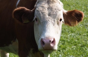 Στην κτηνοτροφία κατευθύνεται το 73% των Συνδεδεμένων Ενισχύσεων
