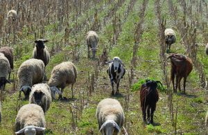 Αιγοπρόβατα και παραφυματίωση