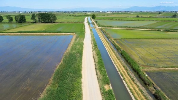 Τρίτη ευρωπαϊκή «δύναμη» η Ελλάδα στη ρυζοκαλλιέργεια – Εξάγονται τα 2/3 της παραγωγής