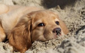 Καινούργιο: Πρόστιμο 350 ευρώ σε οικογένεια που… φρόντιζε αδέσποτο σκύλο