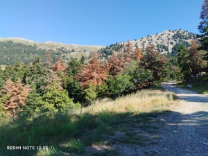 ΚΕΔΕ και ΠΕΔ Δυτικής Ελλάδας ζητούν την κήρυξη έκτακτης ανάγκης για την ξήρανση των ελατοδασών