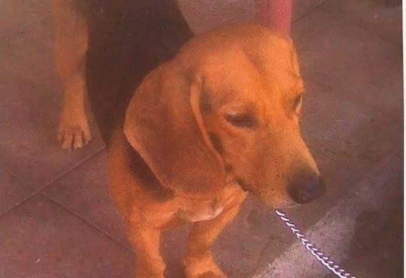 Χάθηκε σκύλος στο Αγρίνιο – Έκκληση από τον ιδιοκτήτη για πληροφορίες