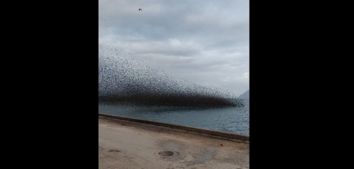 “Μαύρισε” ο ουρανός από τα πουλιά στο Ρίο! Eντυπωσιακό video