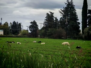 Αγρίνιο: Δημοτικό Κτηνιατρείο ο επόμενος στόχος