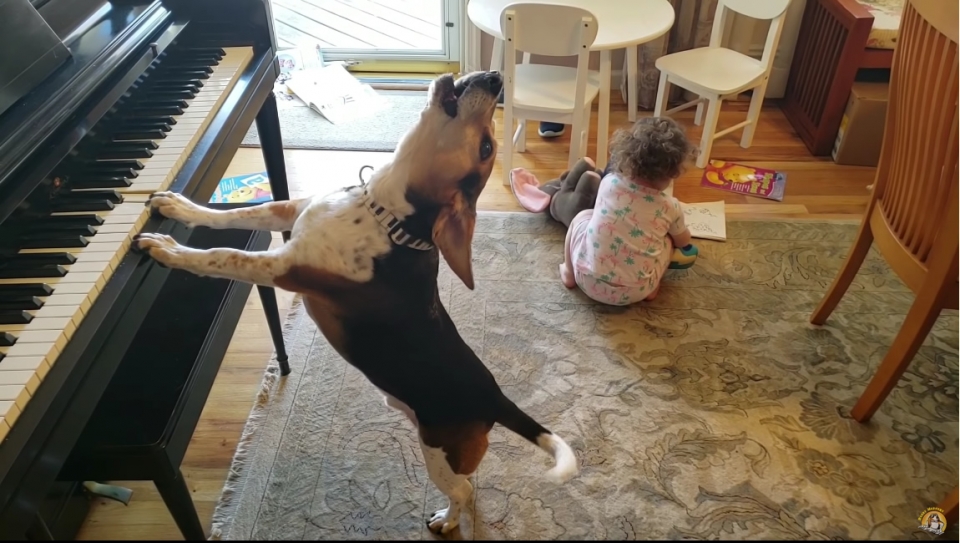 Βίντεο: Σκύλος παίζει πιάνο και τραγουδάει και γίνεται viral!