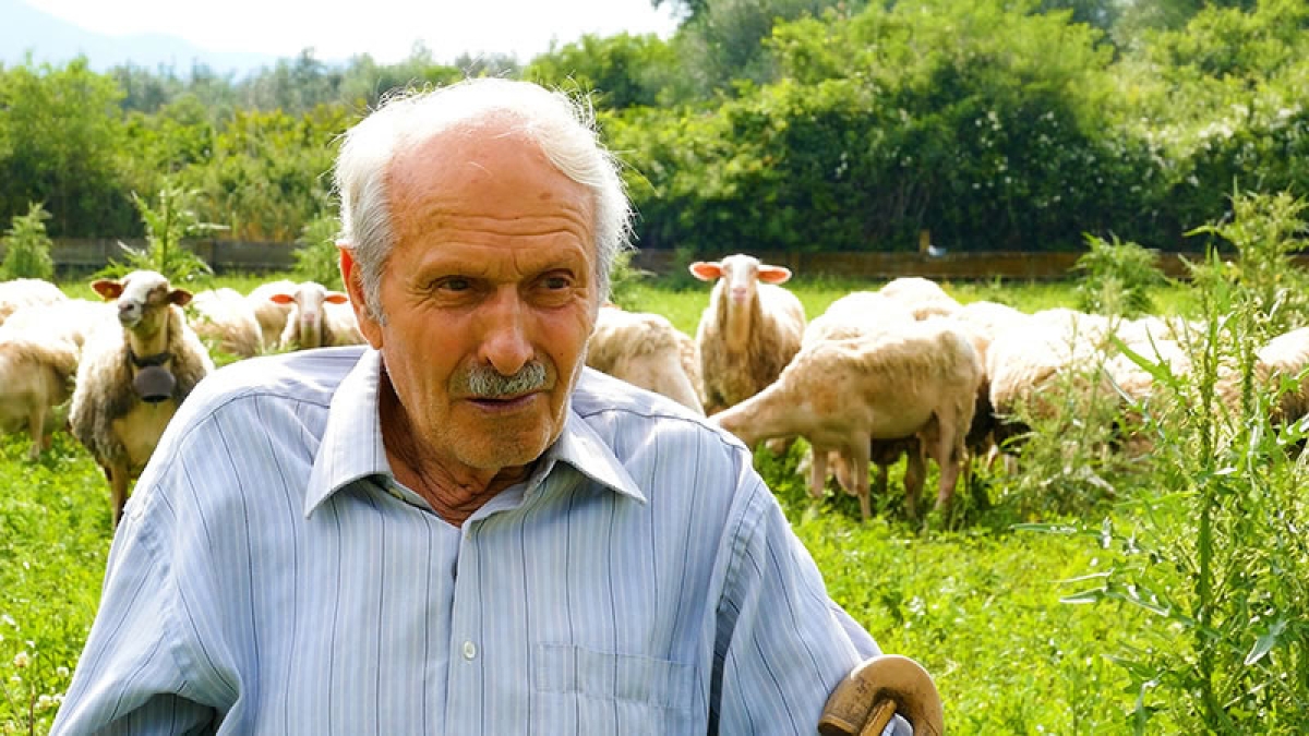 Μια Ζωή στα Πρόβατα | Ο μπάρμπα Σπύρος και το Εντυπωσιακό Κοπάδι του (βίντεο)