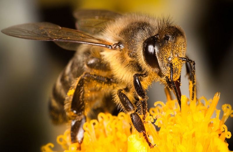 H υγεία των μελισσών