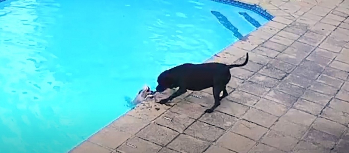 Η συγκινητική προσπάθεια σκυλίτσας να σώσει τον... φίλο της που έπεσε στη πισίνα (βίντεο)
