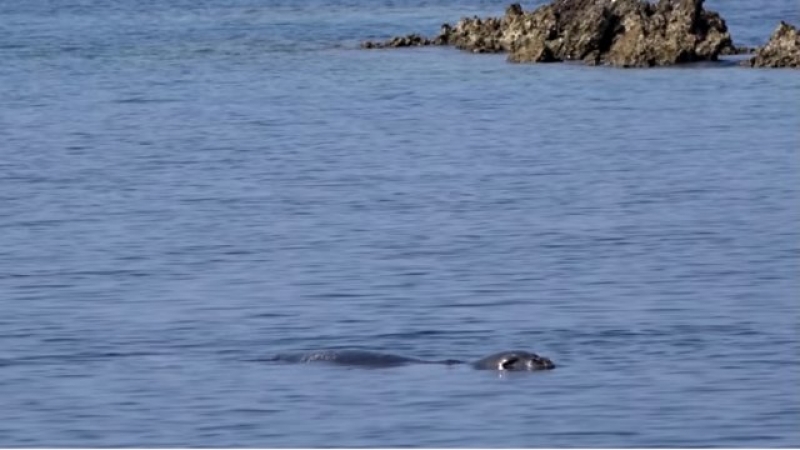 Video Ιταλού φίλου του Μύτικα με μοναδικές λήψεις μεσογειακής φώκιας