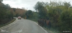Οδηγοί προσοχή: Άγρια άλογα κινούνται μεταξύ Καστρακίου-Μπαμπαλιού