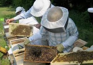Ταχύρυθμο πρόγραμμα Μελισσοκομίας στο Αγρίνιο