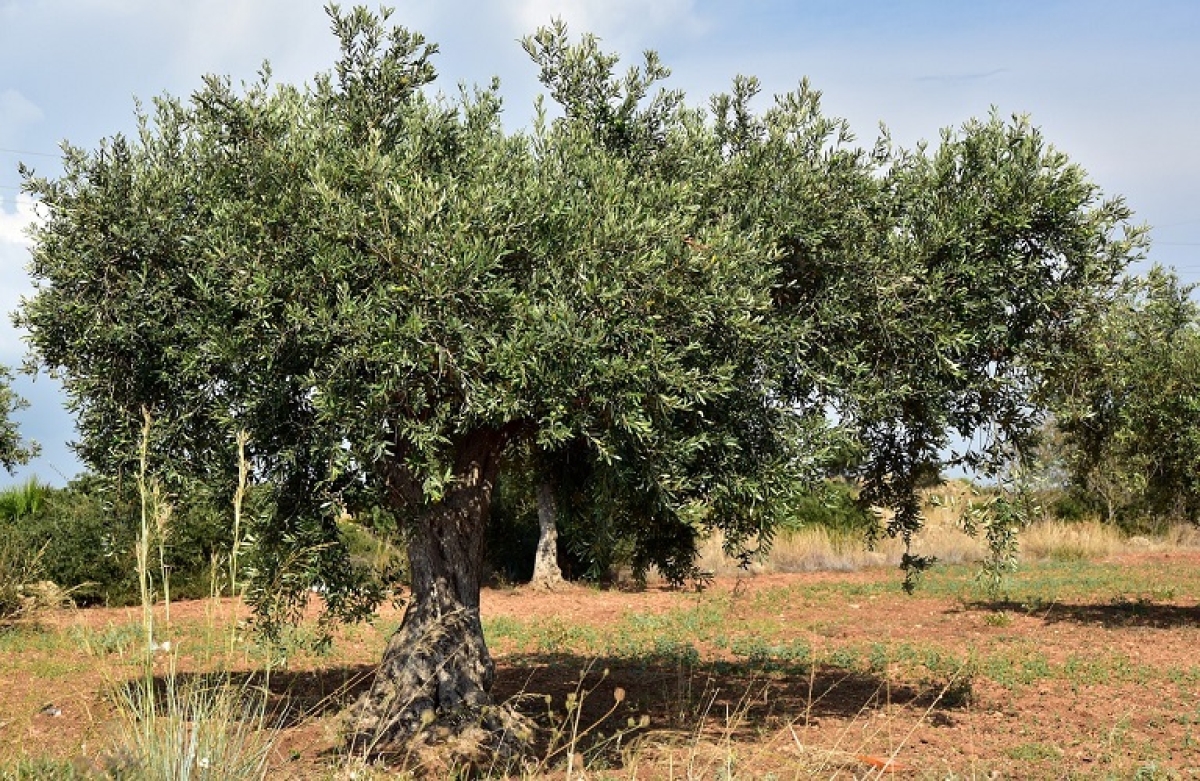 Μελέτη για τις μη καλυπτόμενες ζημιές απ&#039; τον ΕΛΓΑ