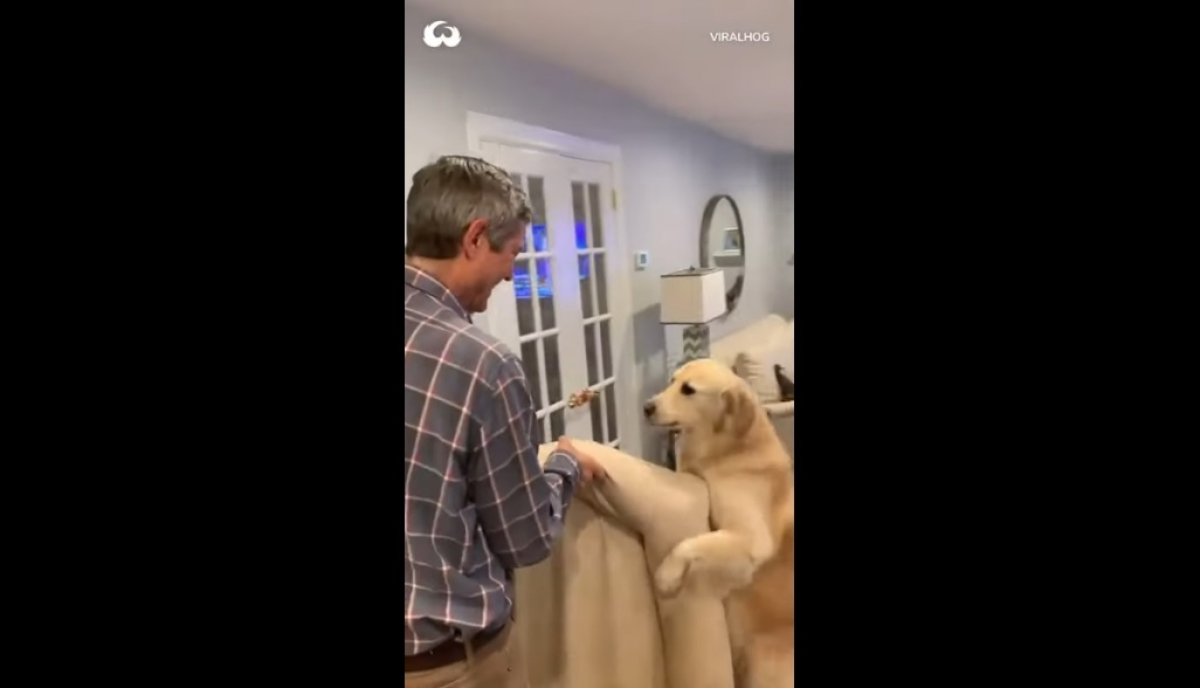 Βίντεο: Θα «λιώσετε» - Σκύλος βοηθάει το αφεντικό του στην... μετακόμιση!