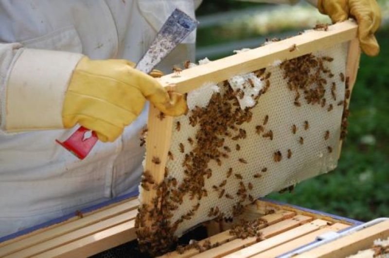 Σεμινάριο μελισσοκομίας στο Αγρίνιο (Δευ 9 - Τετ 11/3/2020)
