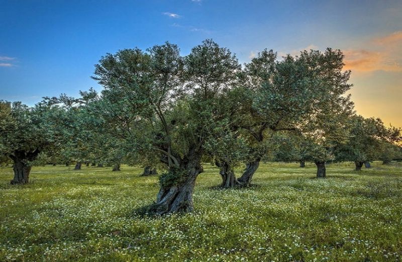 Δακοκτονία 2020: Ανατίθεται στους προσωρινούς μειοδότες