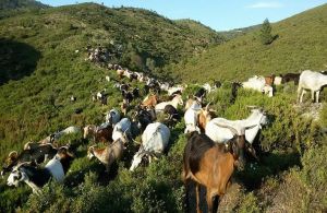 Κατανομή βοσκήσιμων εκτάσεων στους κτηνοτρόφους της Περιφέρειας Δυτικής Ελλάδας