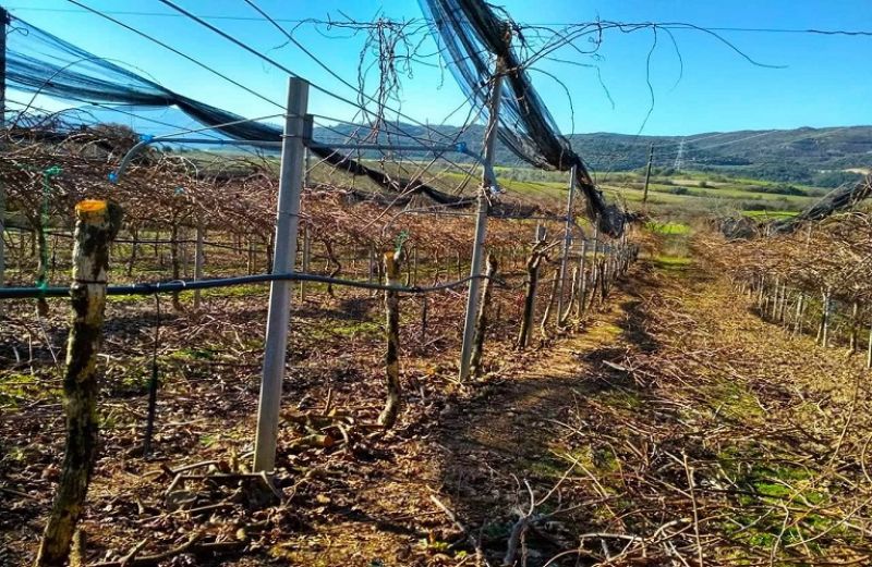 Νέα προκήρυξη Βιολογικής Γεωργίας ύψους 120 εκατ. ευρώ