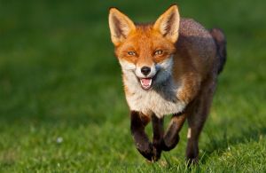 Εμβολιασμοί κατά της λύσσας των κόκκινων αλεπούδων
