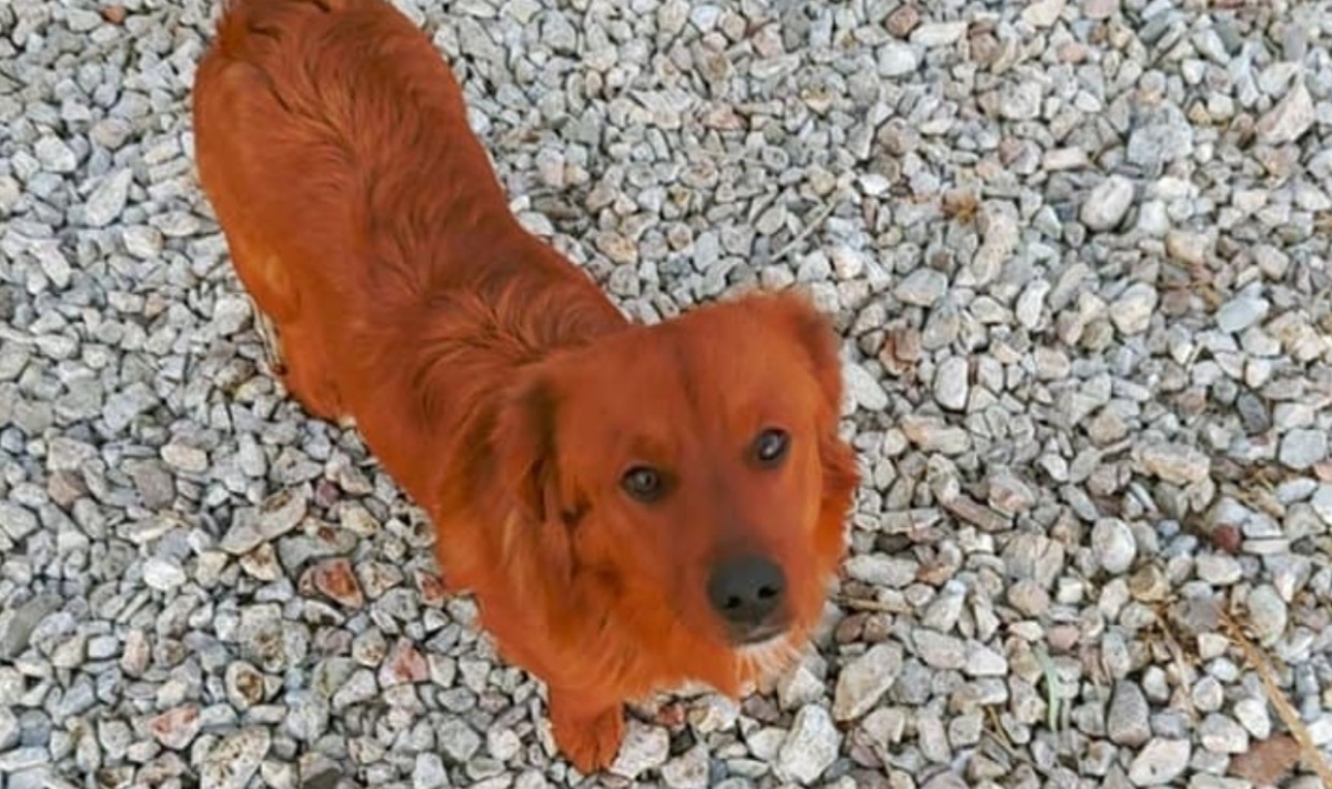Χάθηκε ο σκυλάκος «Τζακ» στο νέο δρόμο από Καμαρούλα προς Αγρίνιο