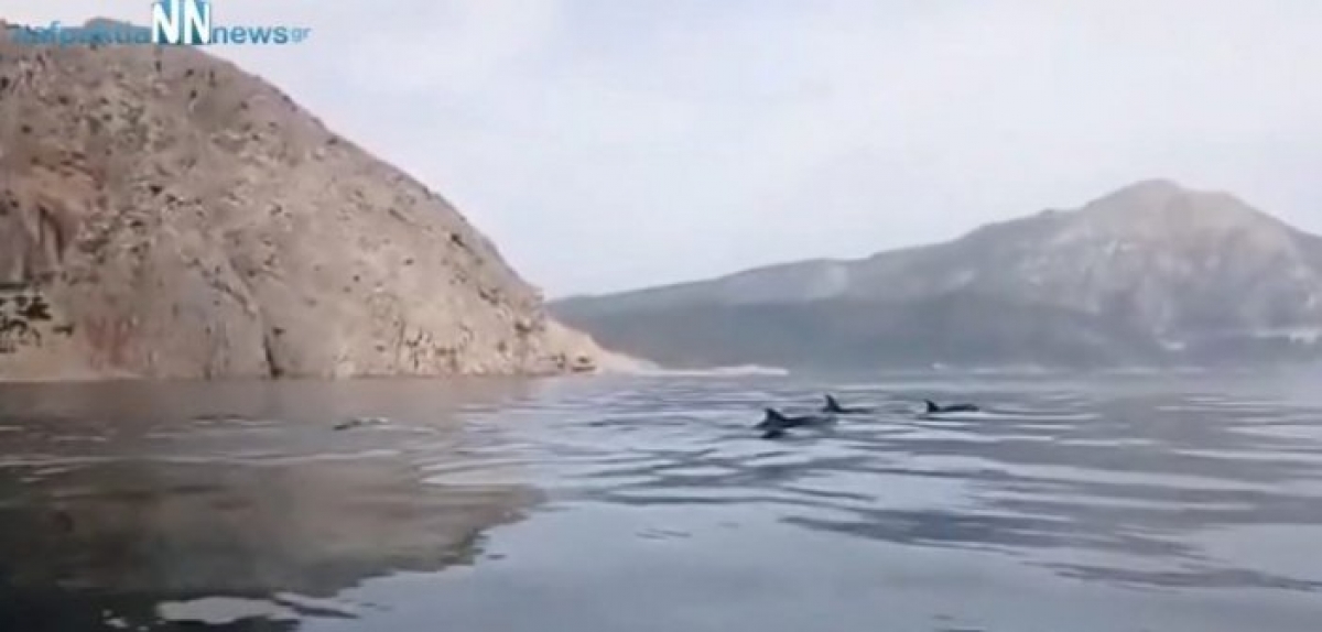 Κάτω Βασιλική: Όμορφες εικόνες με δελφίνια στην Λιμνοπούλα (Βίντεο)