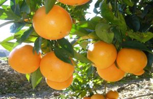 Η Συνδεδεμένη Ενίσχυση στα προς χυμοποίηση πορτοκάλια