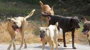 Αγρίνιο: Ανησυχία στην περιοχή του πάρκου και του Αγ. Γρηγορίου για αδέσποτα σκυλιά
